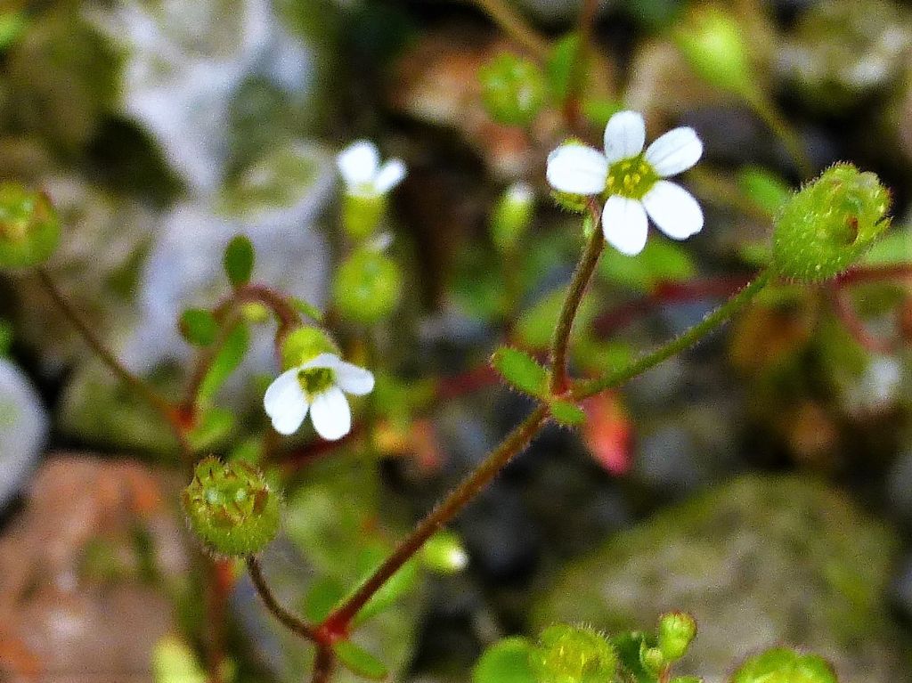 Fiorellino piccolissimo - Saxifraga tridactylites